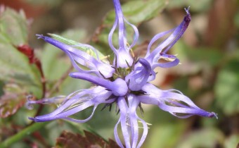 Phyteuma scheuchzeri, Foto am 9.7. (© Spender 55)