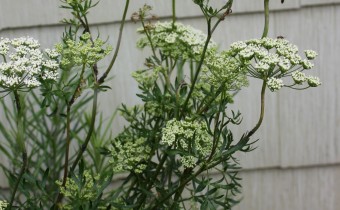 Libanotis pyrenaica subsp. pyrenaica, Foto vom 12.6. (© Spender 86)