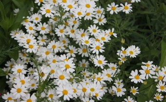 Tanacetum niveum, Foto vom 12.6. (© Spender 86)