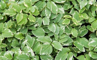 Aegopodium podagraria variegata, Foto vom 20.10. (© Spender 319)