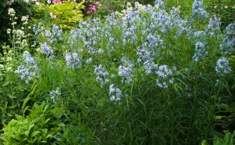 Amsonia tabernaemontan ssp. salicifolia, Foto vom 8.6. (© Spender 319)