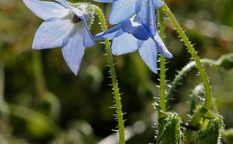Borago pygmaea, Foto vom 19.8. (© Spender 319)
