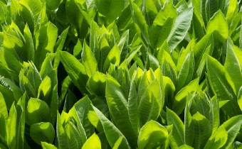 Centaurea macrocephala, Foto vom 8.6. (© Spender 319)