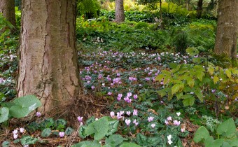 Cyclamen hederifolium,  Foto vom 15.10. (© Spender 319)