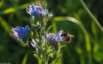  Echium vulgare, Foto vom 20.7. (© Spender 319)