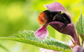 Lamium orvala, Foto vom 26.4. (© Spender 319)