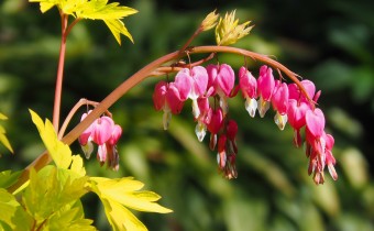  Lamprocapnos spectabilis `Goldheart´, Foto vom 25.4. (© Spender 319)