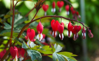 Lamprocapns spectabilis `Valentine´, Foto vom 25.4. (© Spender 319)