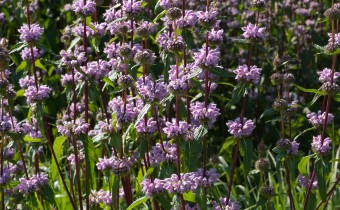 Phlomoides tuberosa `Amazone´, Foto vom 5.6. (© Spender 319)