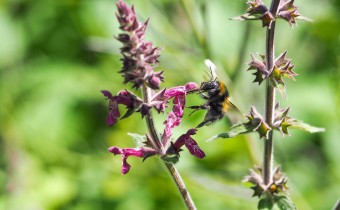 Stachys sylvatica, Foto vom 18.6. (© Spender 319)