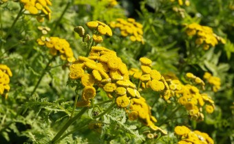 Tanacetum vulgare `Isla Gold´, Foto vom 30.7. (© Spender 319)