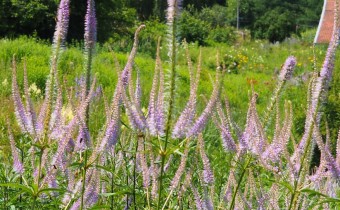 Veronicastrum virginicum, Foto vom 22.7. (© Spender 319)