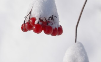 Viburnum opulus, Foto vom 26.12. (© Spender 319)