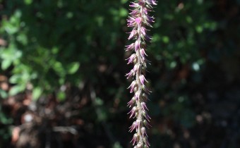 Achyranthes aspera, Foto vom 27.2. auf La Palma (© Spender 55)