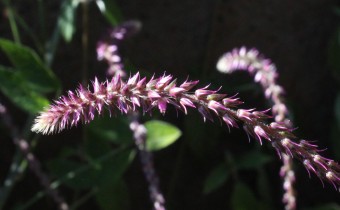 Achyranthes aspera, Foto vom 27.2. auf La Palma (© Spender 55)