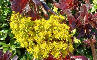 Aeonium arboreum, Foto vom 19.2. auf La Palma (© Spender 55)