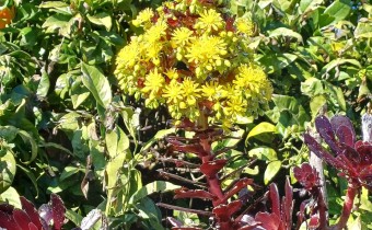Aeonium arboreum, Foto vom 19.2. auf La Palma (© Spender 55)