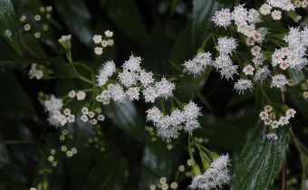 Ageratina riparia, Foto vom 18.2. auf La Palma (© Spender 55)