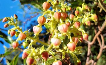 Arbutus canariensis, Foto vom 29.2. auf La Palma (© Spender 55)