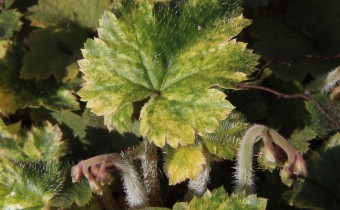 Asimitellaria japonica var. variegata, Foto vom 16.3. (© Spender 55)
