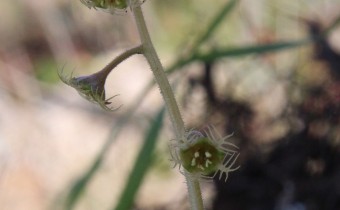 Asimitellaria japonica, Foto vom 16.3. (© Spender 55)