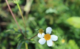 Bidens pilosa, Foto vom 7.7. (© Spender 55)