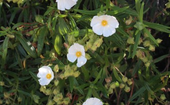 Cistus monspeliensis, Foto vom 27.2. auf den Kanaren (© Spender 55)