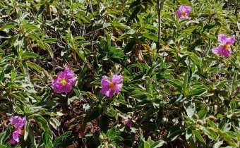 Cistus symphytifolius, Foto vom 27.2. auf La Palma (© Spender 55)
