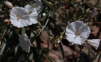 Convolvulus floridus, Foto vom 23.2. auf La Palma (© Spender 55)