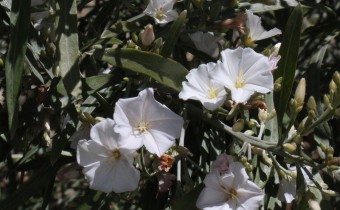 Convolvulus floridus, Foto vom 23.2. auf La Palma (© Spender 55)