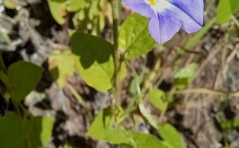 Convolvulus siculus, Foto vom 27.2. auf La Palma (© Spender 55)
