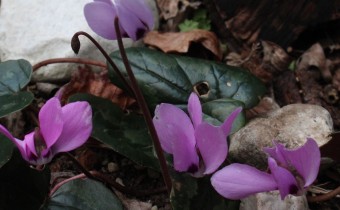 Cyclamen pseudoibericum, Foto vom 27.3. (© Spender 55)