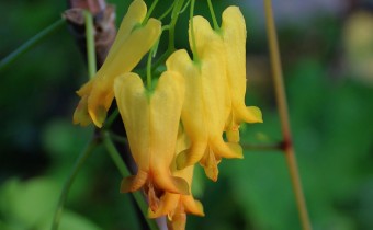 Dactylicapnos macrocapnos, Foto vom 2. 11. (© Spender 55)