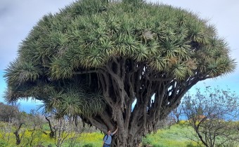 Dracaena draco, Foto vom 18.2. (© Spender 55)