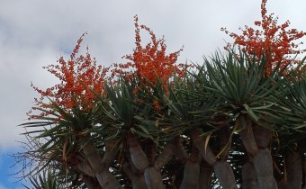 Dracaena draco mit Früchten, Foto vom 18.2. (© Spender 55)