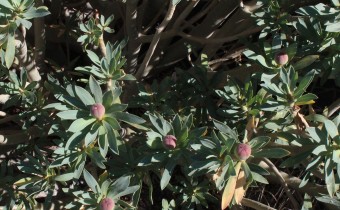 phorbia balsamifera, Foto vom 24.2. auf La Palma (© Spender 55)