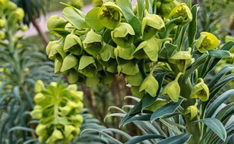 Euphorbia characias ssp.characias, foto vom 15.3. (© Spender 55)