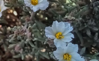 Frankenia capitata, Foto vom 17.2. auf La Palma (© Spender 55)