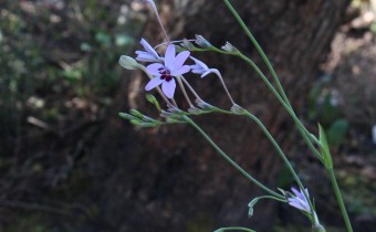 Freesia laxa ssp. azurea, Foto vom 24.3. (© Spender 55)