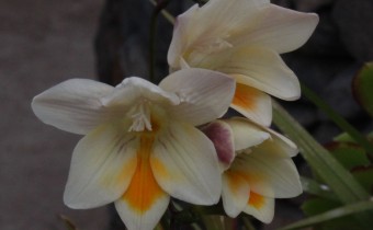 Freesia leichtlinii, Foto vom 16.2. auf La Palma (© Spender 55)