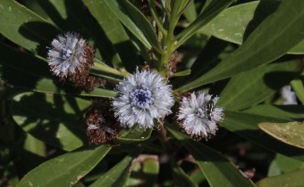 Globularia salicina, Foto vom 27.2. auf La Palma (© Spender 55)