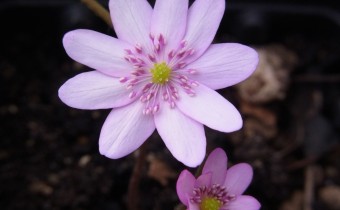 Hepatica transsilvanica 'Schwanensee' (© Spender 419)