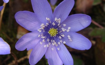 Hepatica transsilvanica, Foto vom 20.3. (© Spender 55)