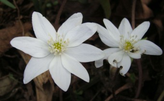 Hepatica transsilvanica alba, Foto vom 18.3. (© Spender 55)