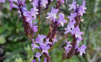 Lavandula canariensis, Foto vom 25.2. auf La Palma (© Spender 55)