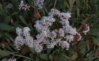 Limonium pectinatum, Foto vom 17.2. auf La Palma (© Spender 55)