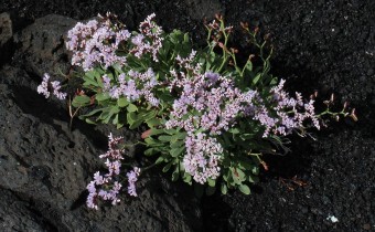 Limonium pectinatum, Foto vom 17.2. auf La Palma (© Spender 55)