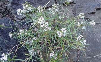 Lobularia canariensis, Foto vom 15.2. auf La Palma (© Spender 55)