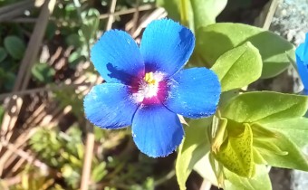 Lysimachia foemina, Foto vom 26.2. auf La Palma (© Spender 55)