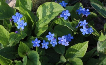 Omphalodes verna, Foto vom 26.3. (© Spender 55)